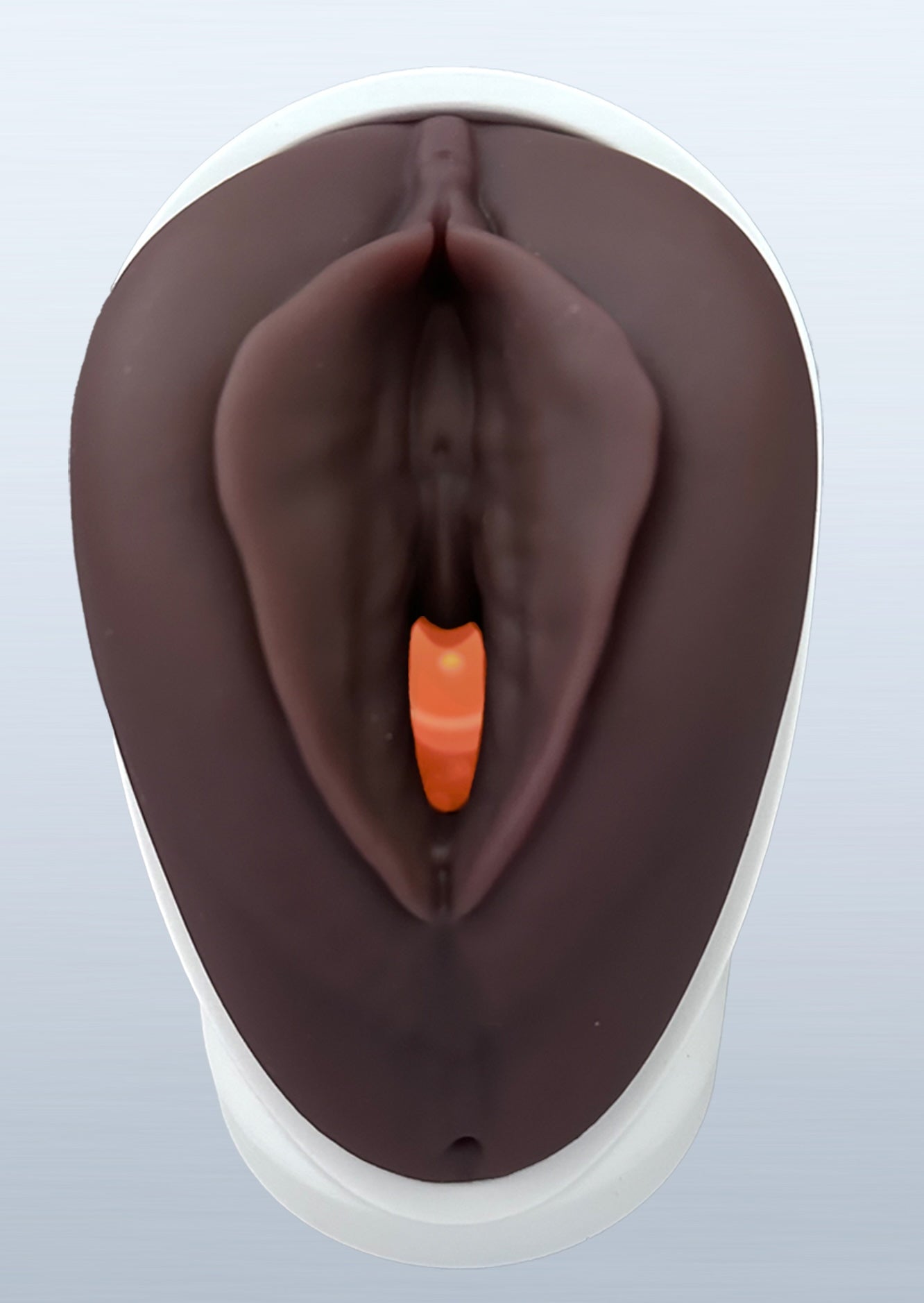 VENUS - Pelvic Health Educational Model Granville Biomedical Inc.
