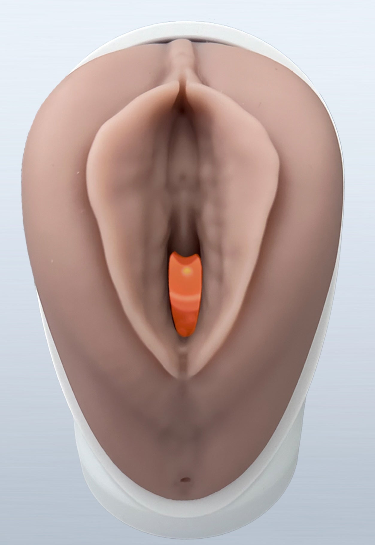VENUS - Pelvic Health Educational Model Granville Biomedical Inc.