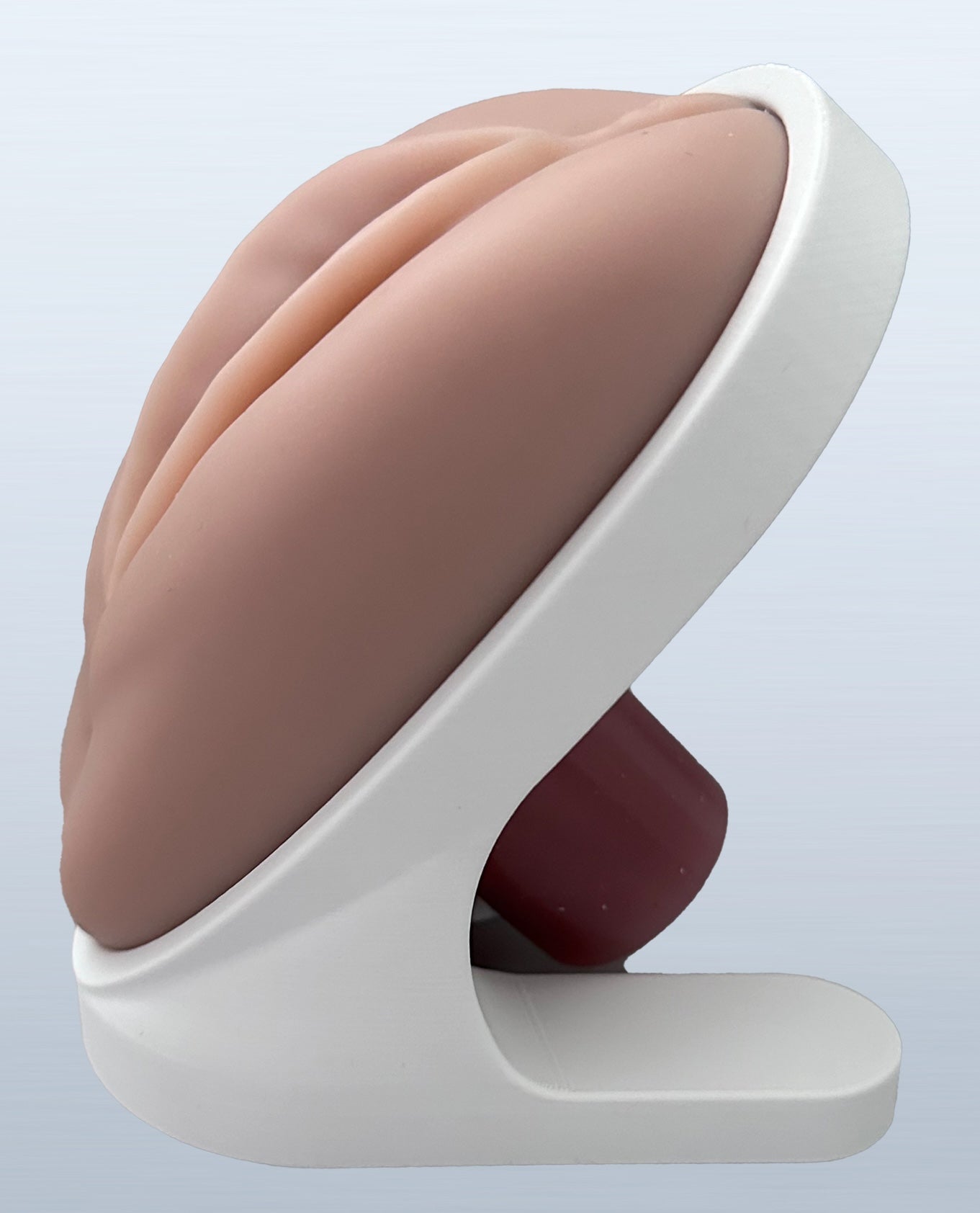 VENUS - Pelvic Health Educational Model Granville Biomedical Inc.