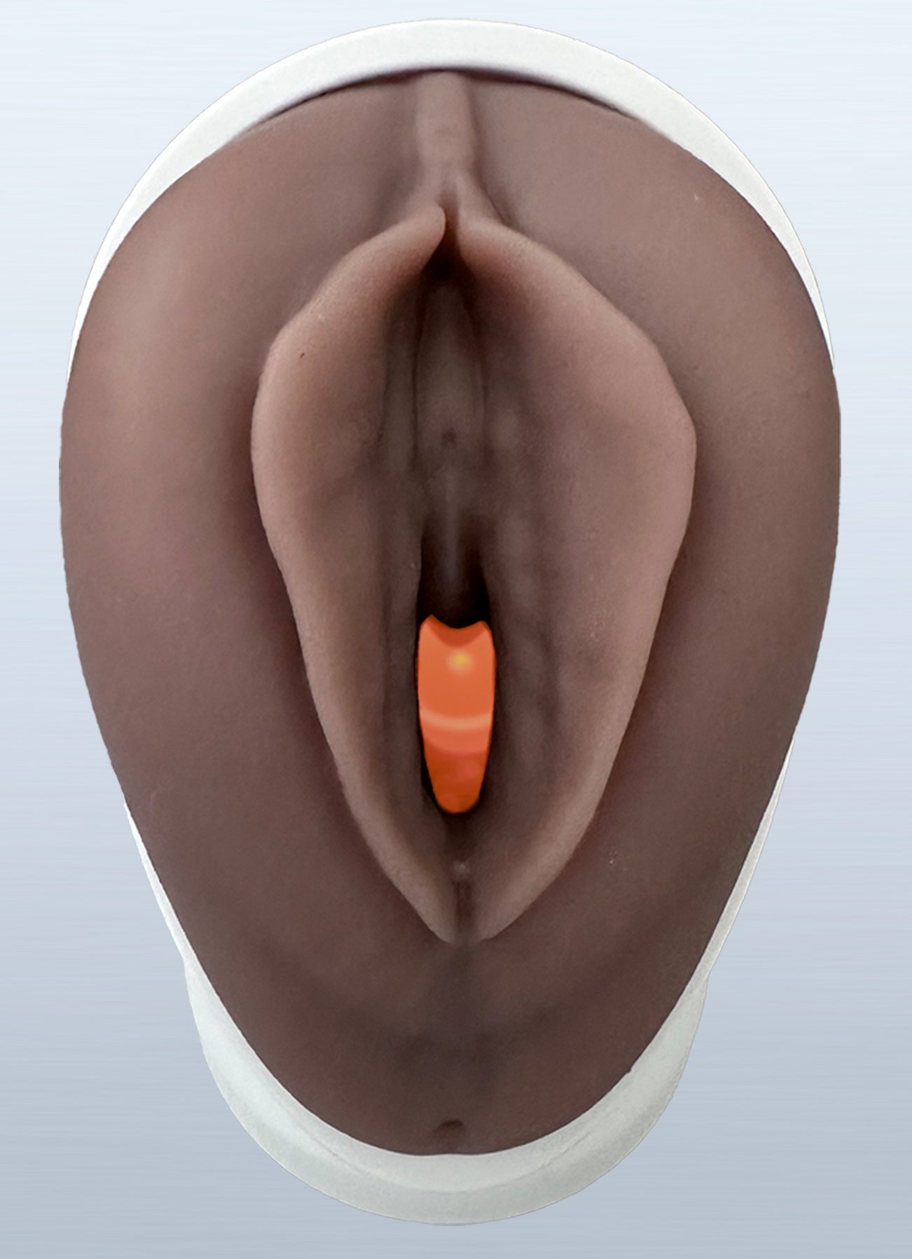 VENUS - Pelvic Health Educational Model Granville Biomedical Inc.